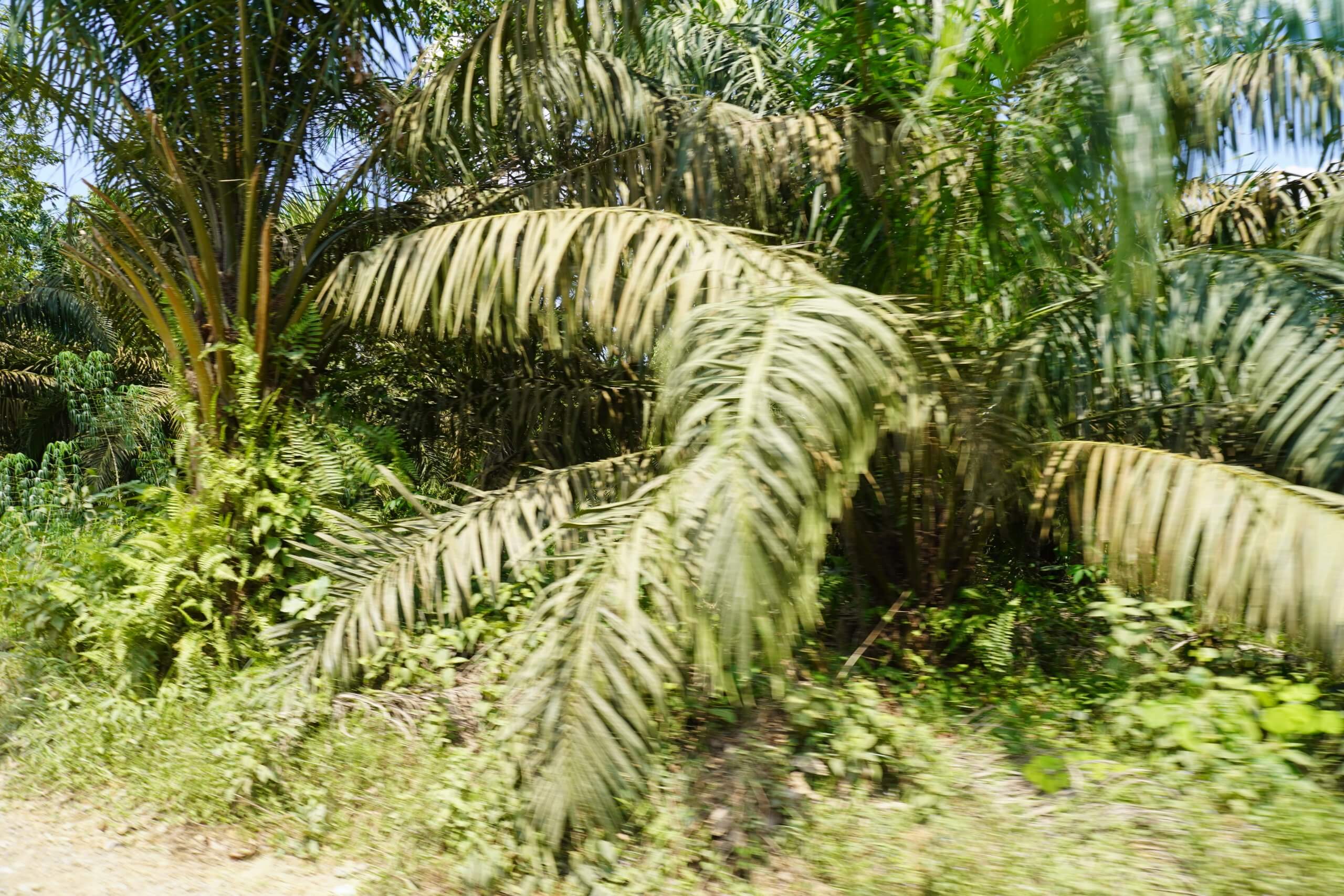 Kebun Sawit