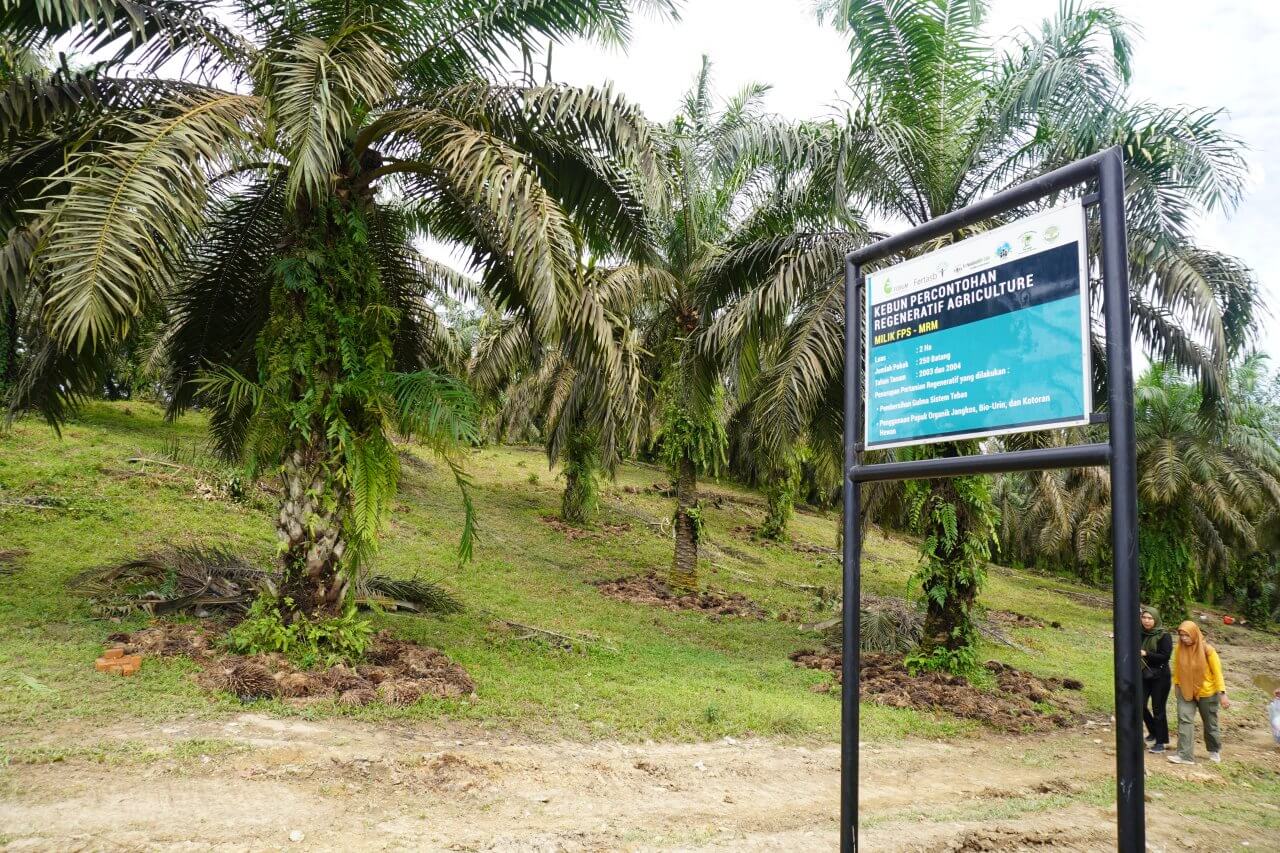 Kebun sawit