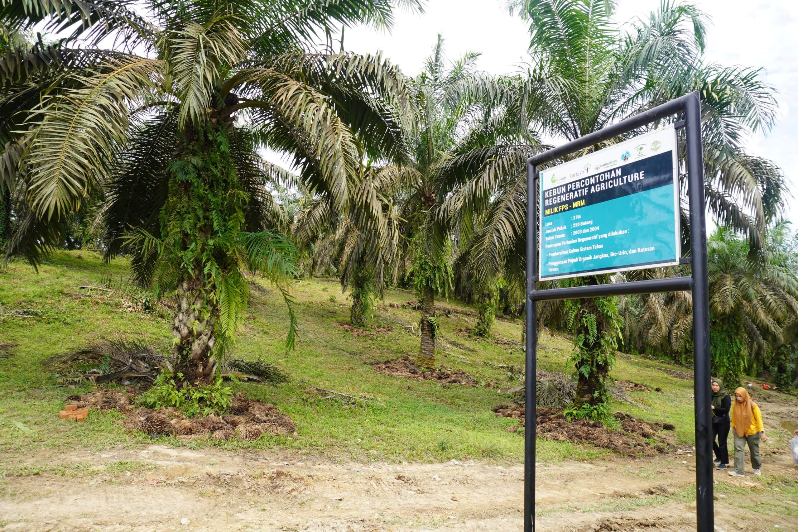 Kebun sawit