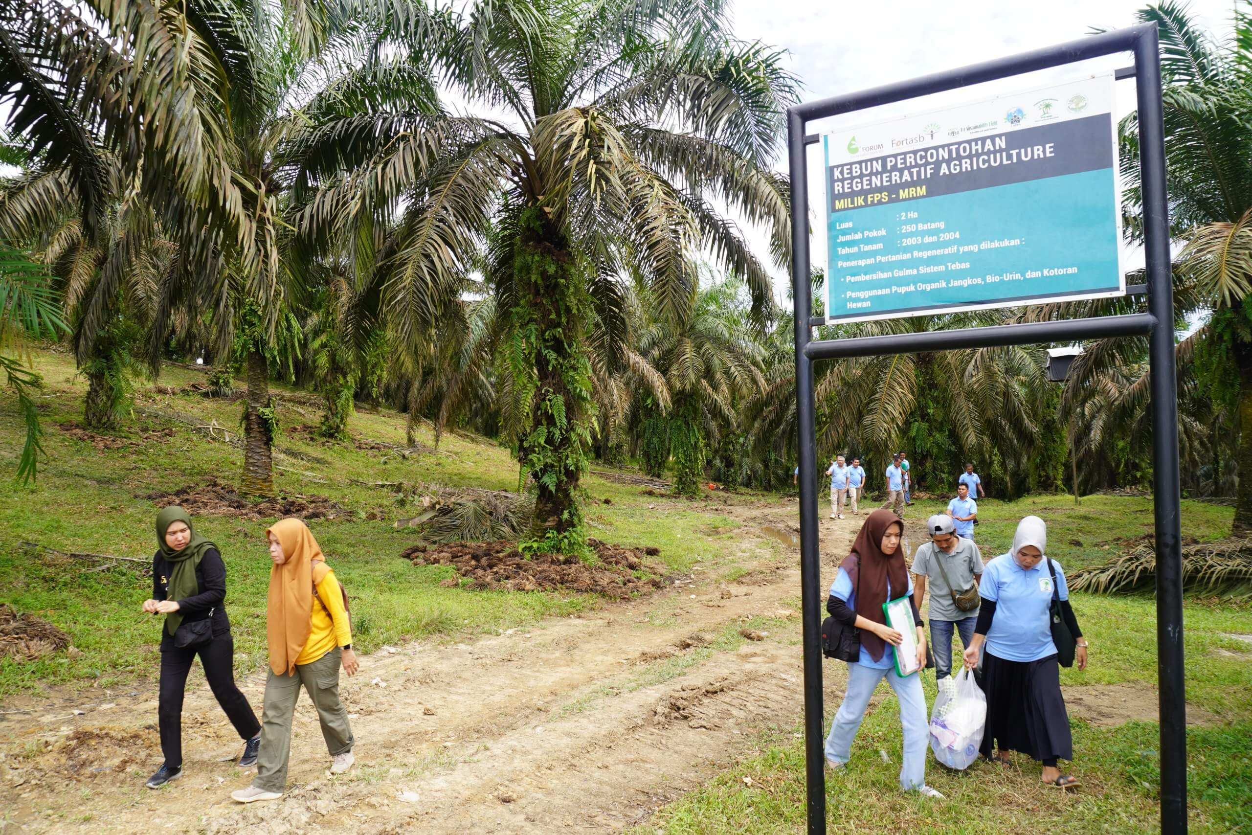 kebun sawit