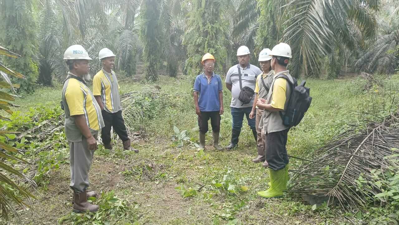 Petani sawit rakyat.