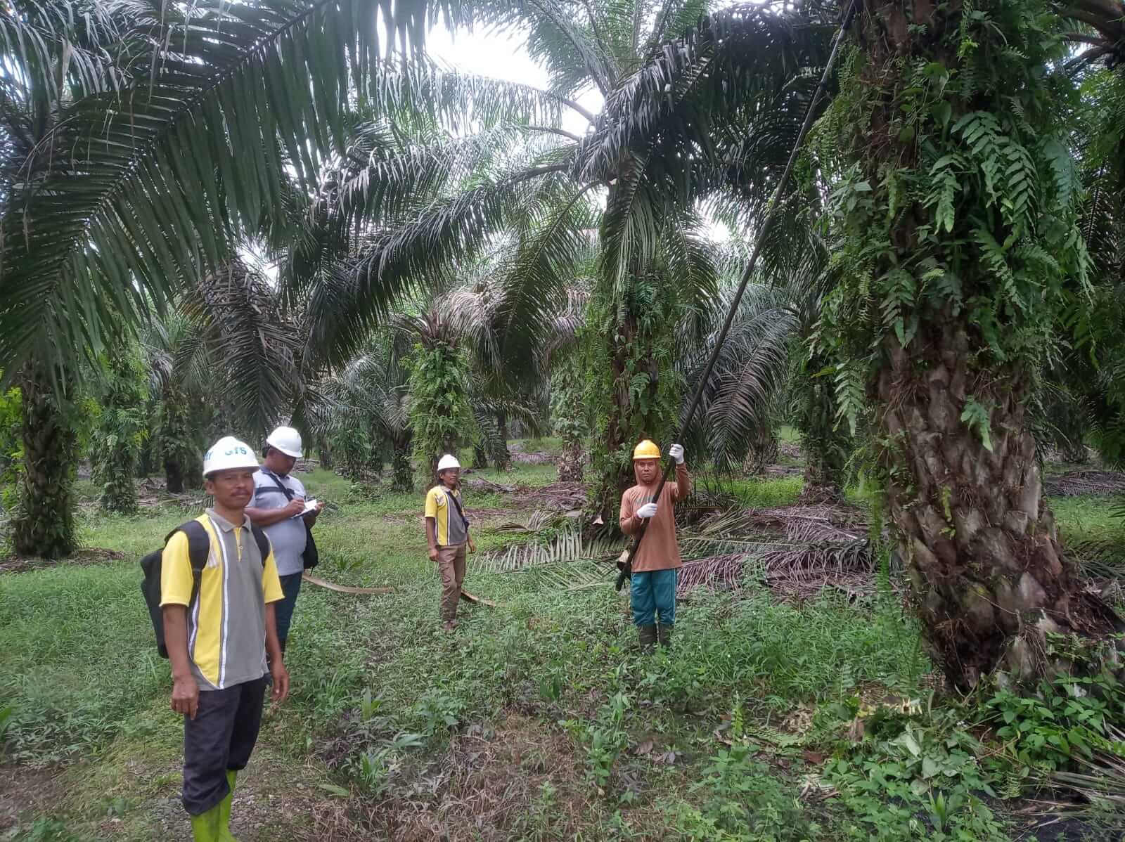 Petani KUD Marga Makmur tengah melakukan audit untuk sawit berkelanjutan.
