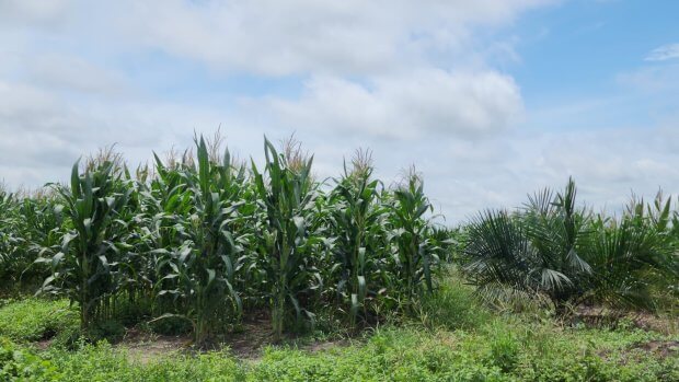 Kebun sawit dengan sistem tumpang sari.