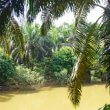 Penghijaun sempada sungai sekitar kebun sawit.