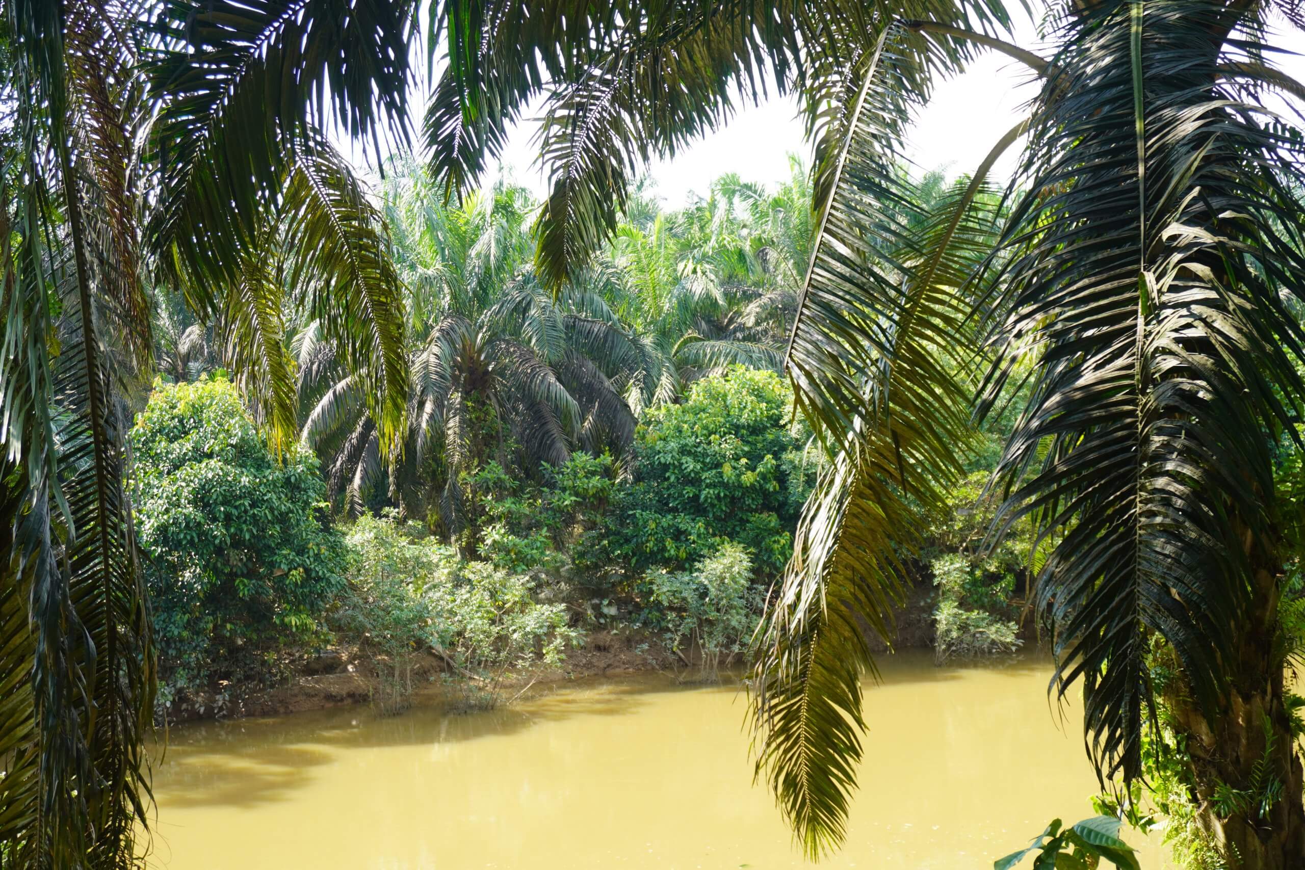 Penghijaun sempada sungai sekitar kebun sawit.