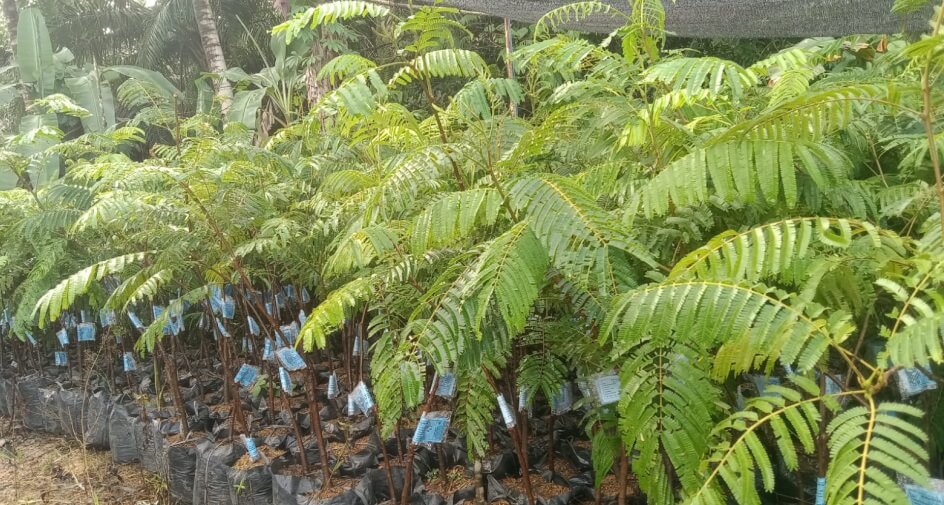 Bibit pohon