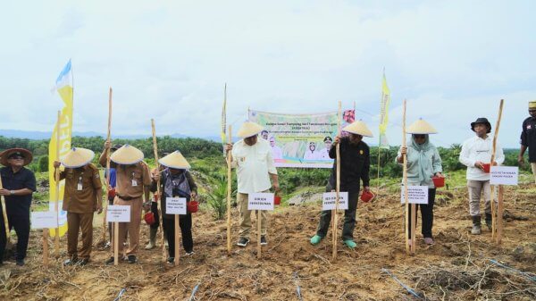 Tanam Padi Gogo di Kebun Sawit.