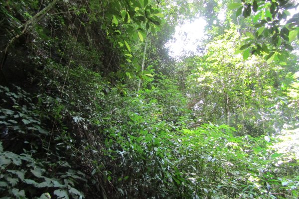 Hutan