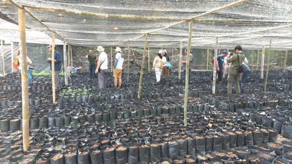 Pembibitan pohon yang dilakukan petani sawit swadaya