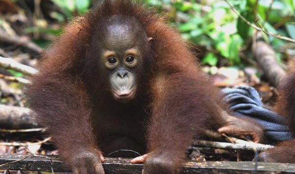 Orang Utan