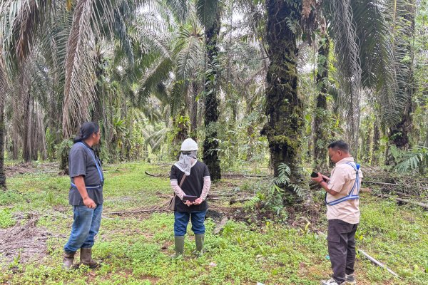 Proses sertifikasi petani sawit swadaya