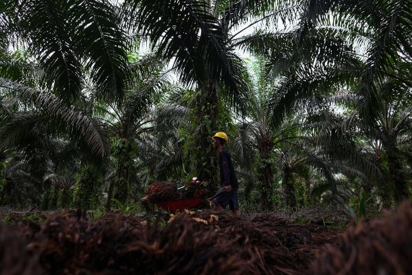 Petani Sawit Swadaya