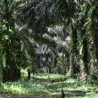 Kebun Sawit