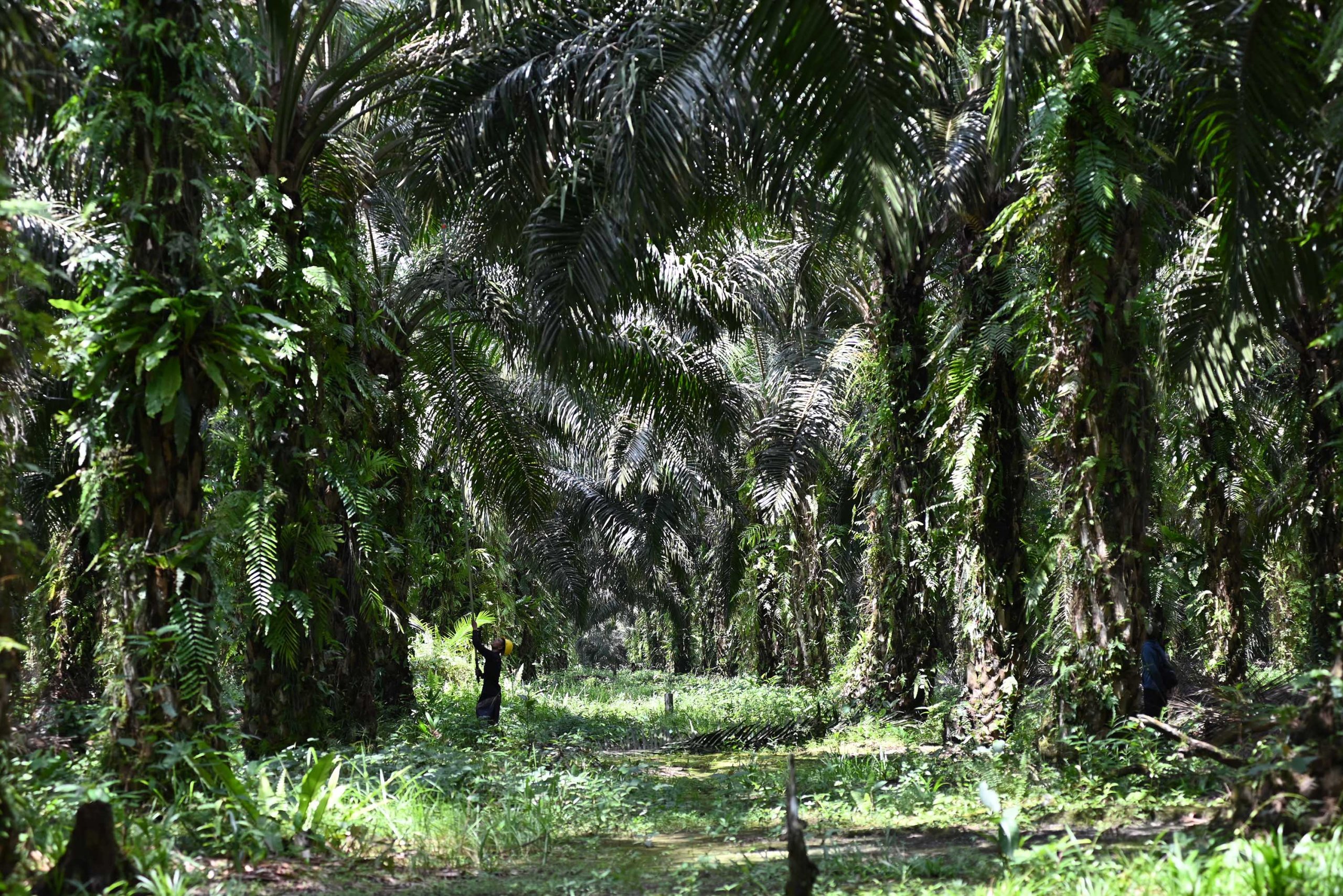 Kebun Sawit