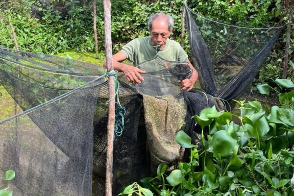 Budidaya Ikan Gabus Petani Koperasi Rimba Harapan