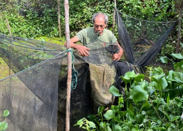 Budidaya Ikan Gabus Petani Koperasi Rimba Harapan