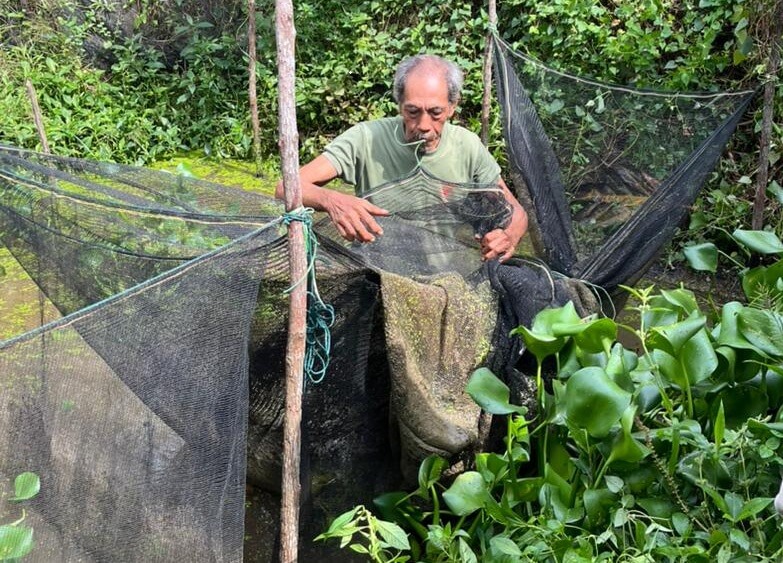 Budidaya Ikan Gabus Petani Koperasi Rimba Harapan
