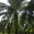 Kebun Sawit Swadaya