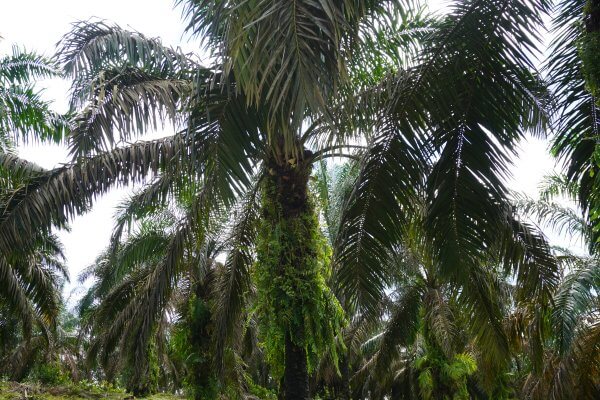 Kebun Sawit Swadaya
