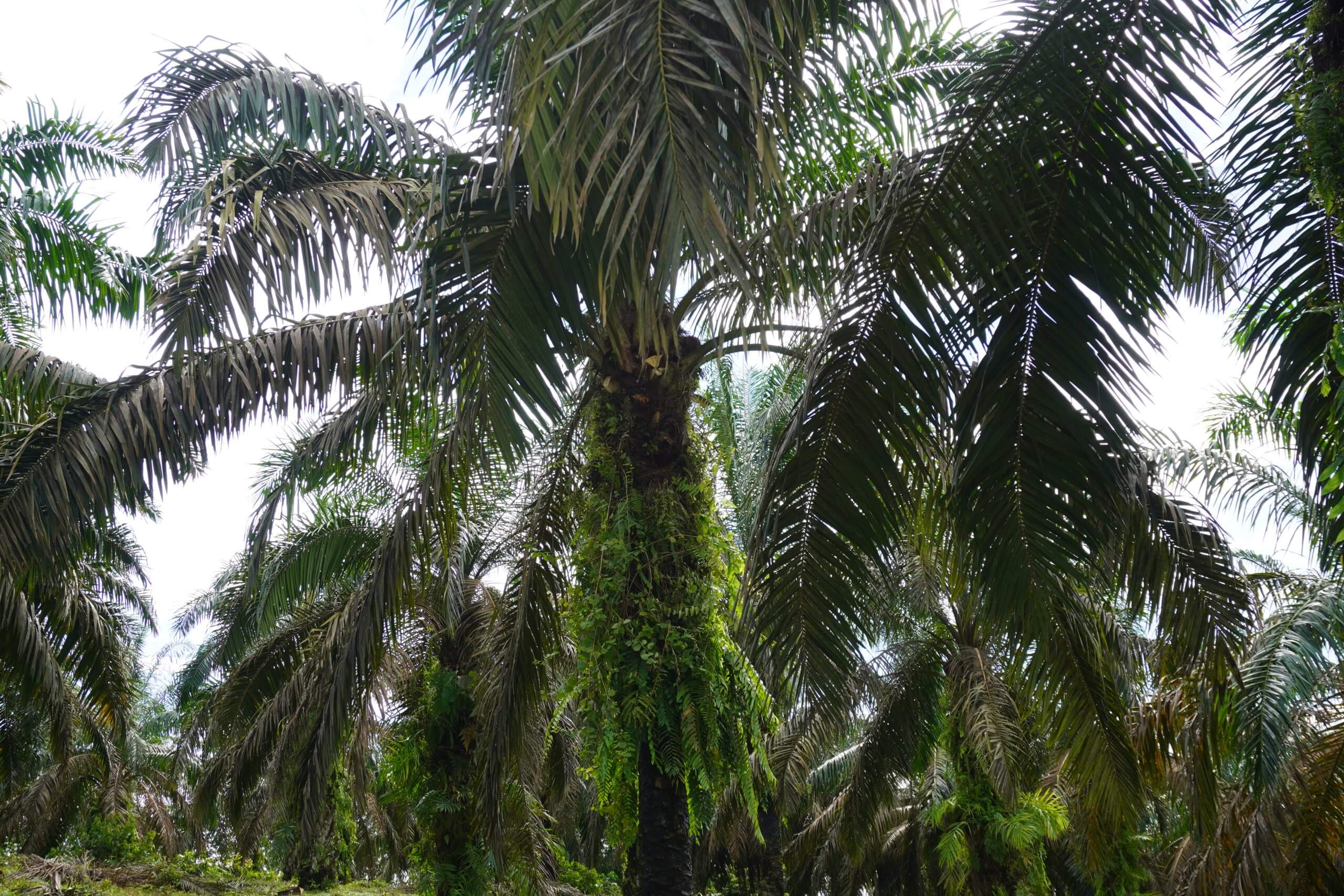 Kebun Sawit Swadaya