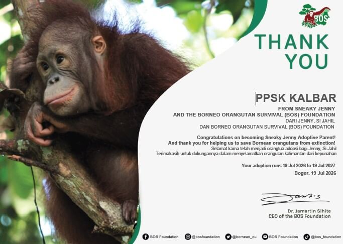 Sertifikat Adopsi Orang Utan