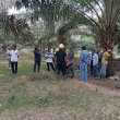 Kebun Perkumpulan Petani Sawit Rimbo Ulu (PPSRU),