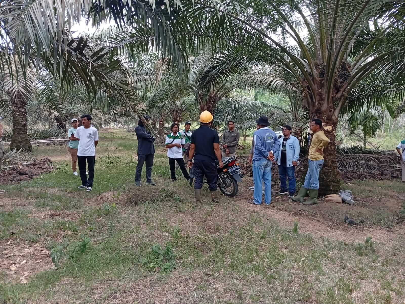Kebun Perkumpulan Petani Sawit Rimbo Ulu (PPSRU),