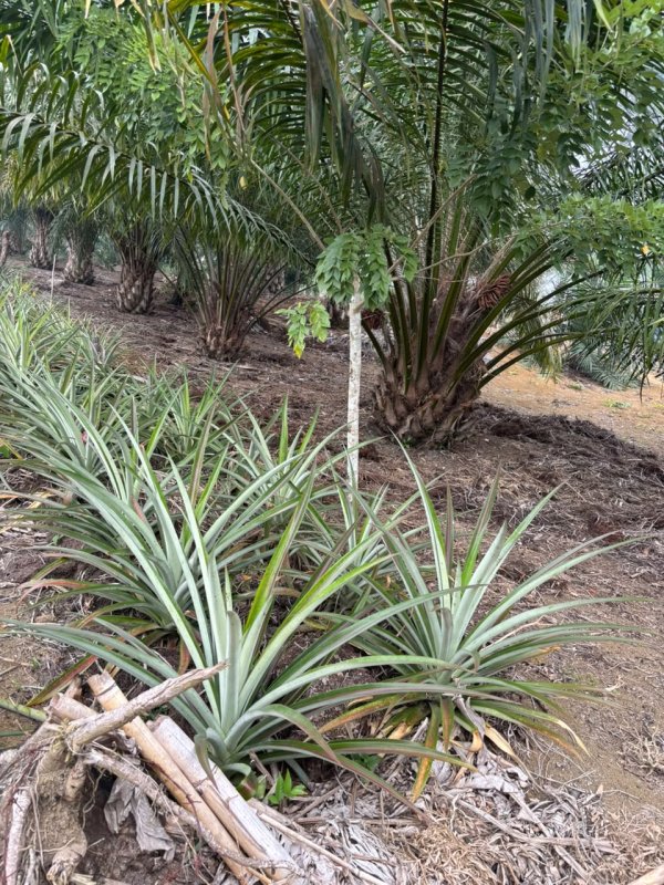 Tumpangsari nanas di Kebun Sawit