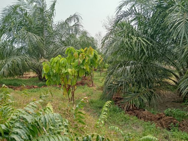 Tumpangsari coklat di Kebun Sawit
