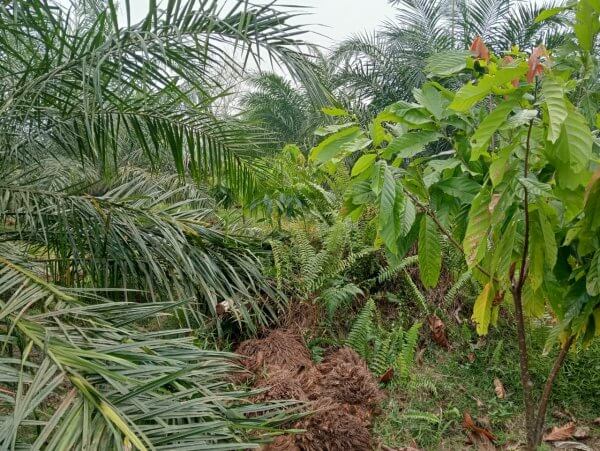 Tumpangsari Coklat di Kebun Sawit