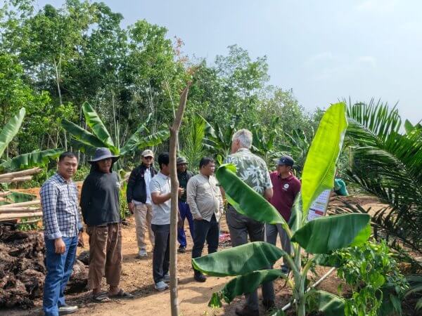 Tanam pisang di sela kebun sawit replanting