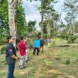 Tanam pisang di sela kebun sawit replanting