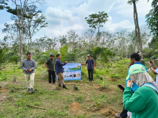 Tanam pisang di sela kebun sawit replanting