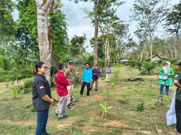 Tanam pisang di sela kebun sawit replanting