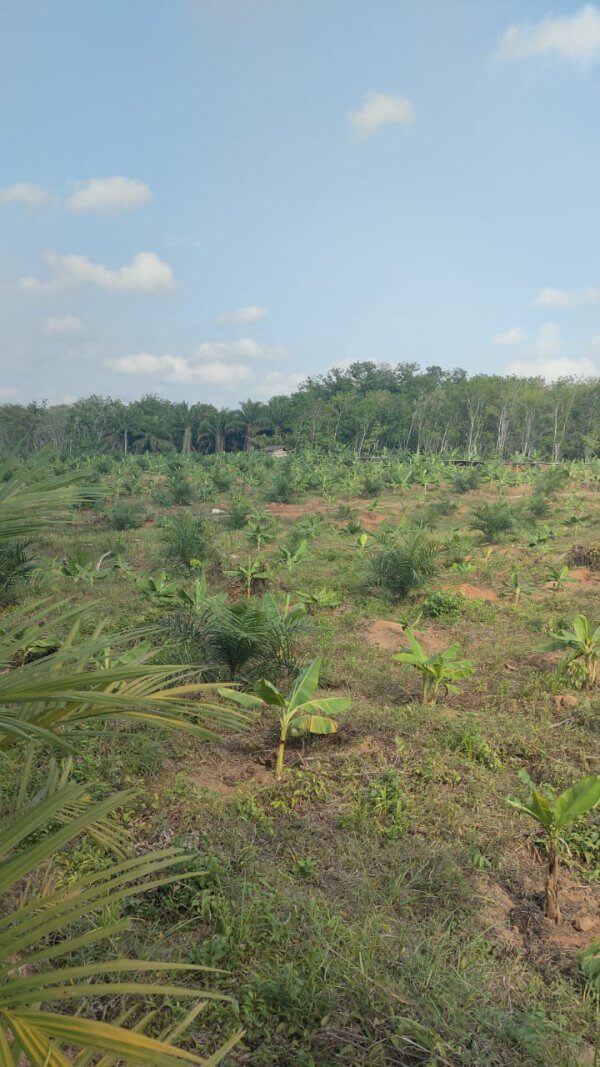 Tanam pisang di sela kebun sawit replanting