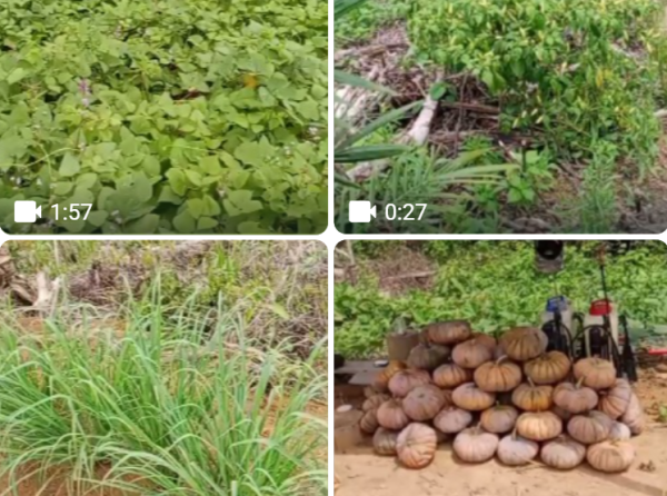 Tumpang Sari Sayuran, labu, kacang tanah dan komak petani sawit swadaya.
