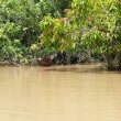 Orangutan di Pulau Salat