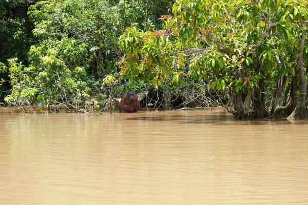 Orangutan di Pulau Salat