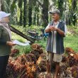 Devi Kurniasari Staf Asosiasi Petani Kelapa Sawit Swadaya Mandiri, di Desa Sungai Buluh Kecamatan Singingi Hilir Kabupaten Kuantan Singingi, Riau.