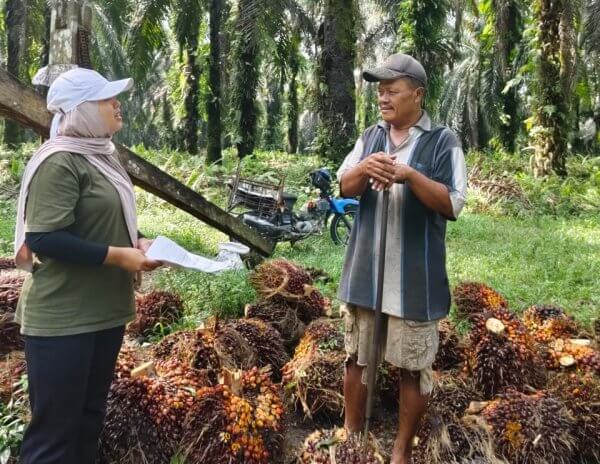 Devi Kurniasari Staf Asosiasi Petani Kelapa Sawit Swadaya Mandiri, di Desa Sungai Buluh Kecamatan Singingi Hilir Kabupaten Kuantan Singingi, Riau.