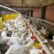Peternakan ayam di area kebun sawit
