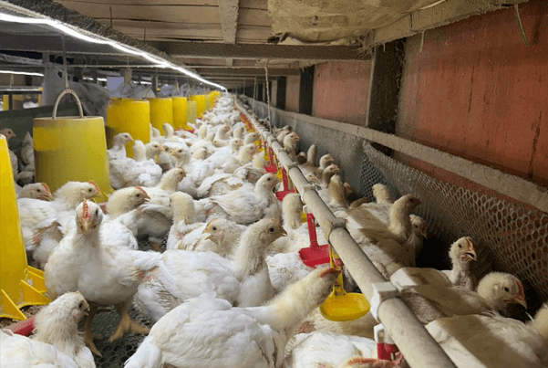 Peternakan ayam di area kebun sawit