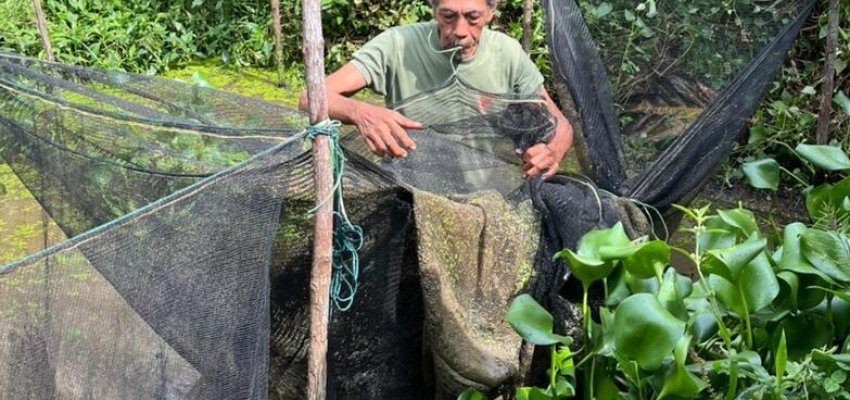 Budidaya Ikan Gabus Petani Koperasi Rimba Harapan