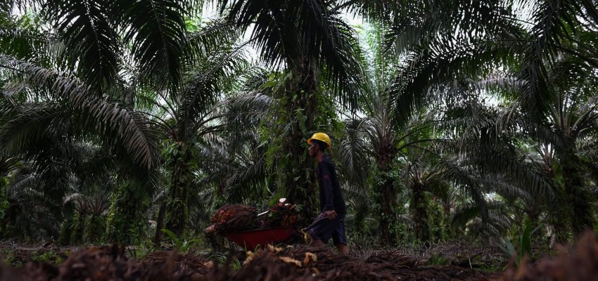 Petani Sawit Swadaya