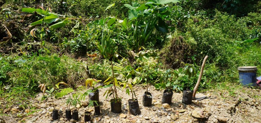 Bibit tamanan yang ditaman sepanjang jalur Air Terjun Palabian.