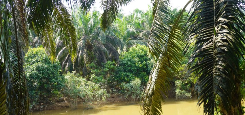 Penghijaun sempada sungai sekitar kebun sawit.