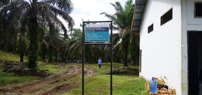 Kebun sawit