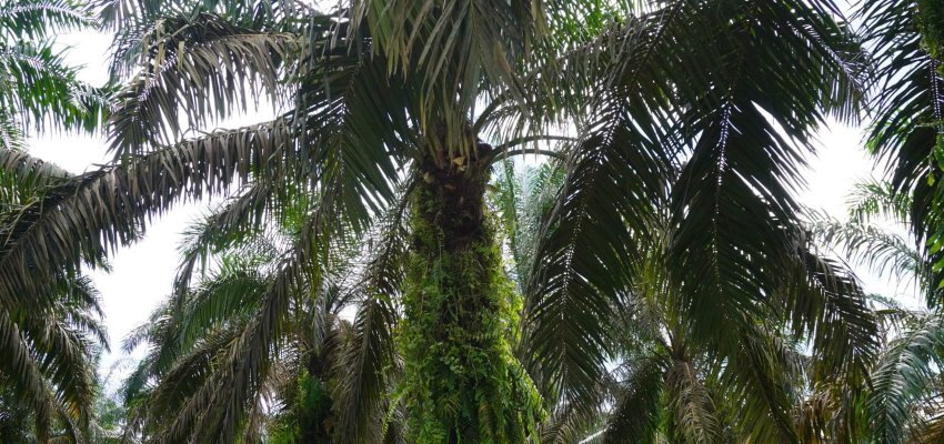Kebun Sawit Swadaya