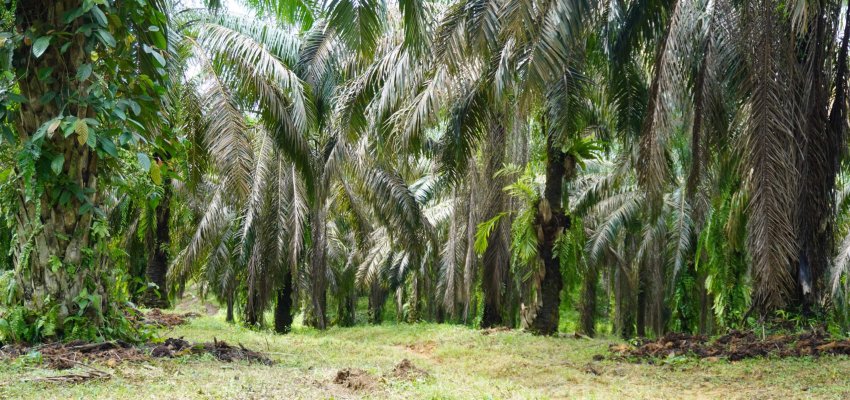 Kebun sawit