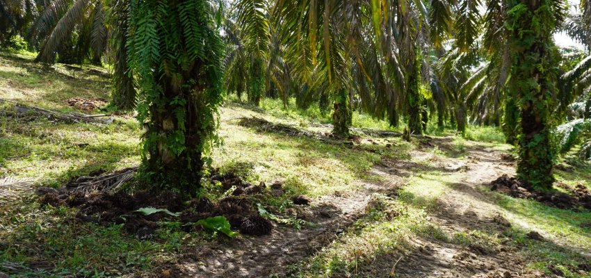 Kebun sawit